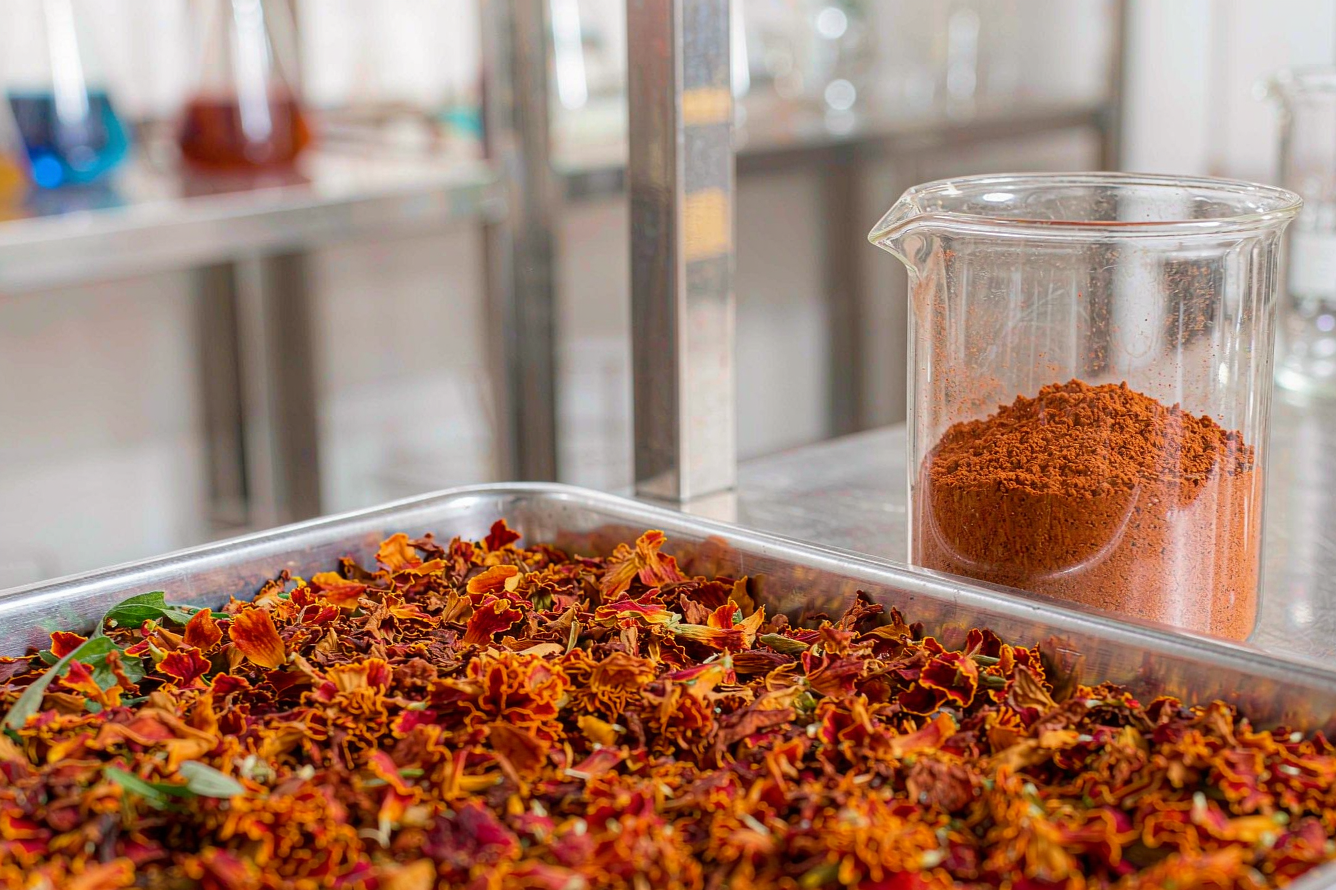 Dried marigold petals beside orange-red lutein extract powder in a laboratory tray